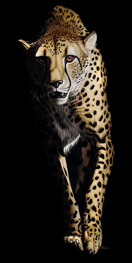 Гепард - гепарды, животные - оригинал