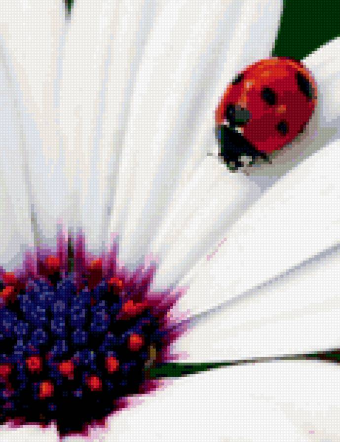 Божья коровка - насекомые, божья коровка - предпросмотр