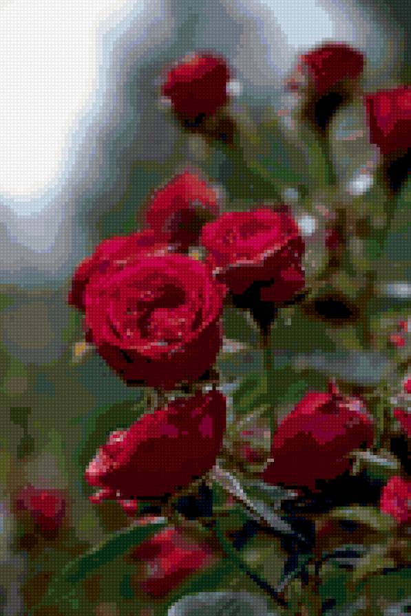 Красные розы - куст, розы, ветка - предпросмотр