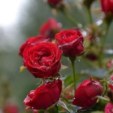 Оригинал схемы вышивки «Красные розы» (№408039)