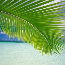 океан и пальма
