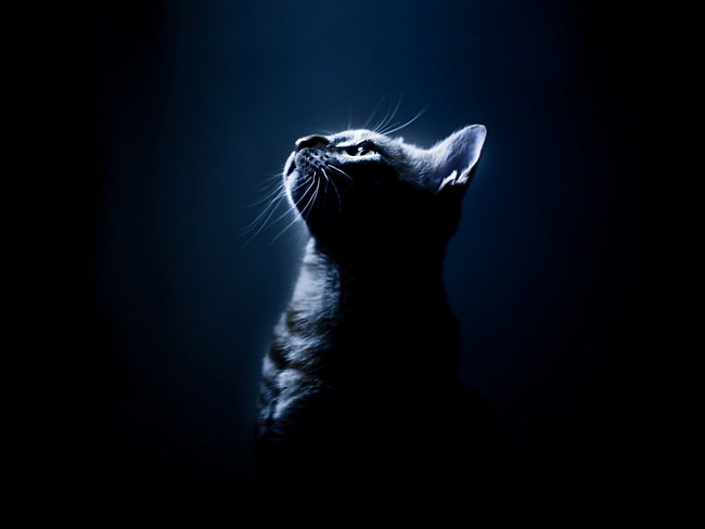 кошка в темноте - кошка - оригинал