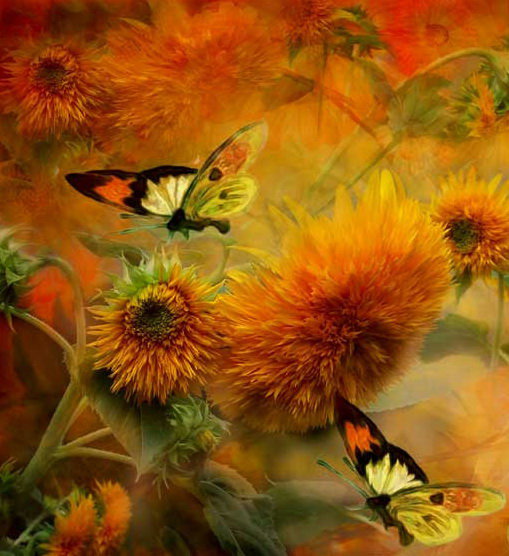 Бабочки с хризантемами - хризантемы, цветы, бабочки - оригинал