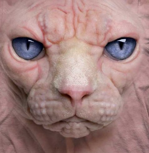 сфинкс - кошка инопланетяянин сфинкс - оригинал