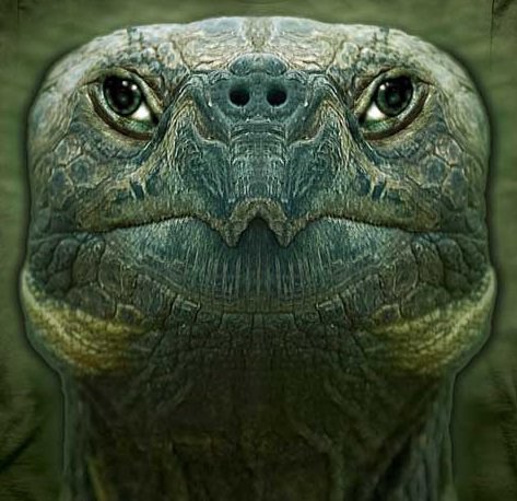 чарепаха - портрет черепаха - оригинал