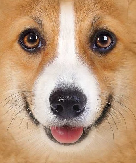 дружок - собачка собака щенок - оригинал