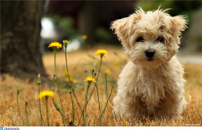 пёсик - песик - оригинал