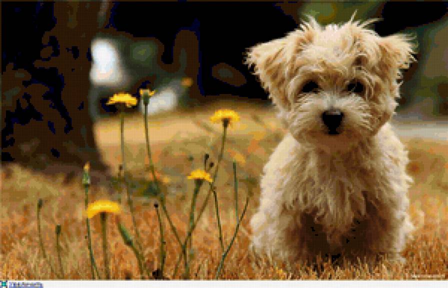 пёсик - песик - предпросмотр