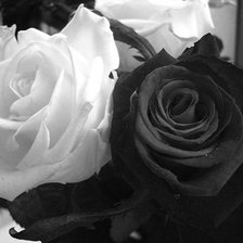 роза белая и чёрная