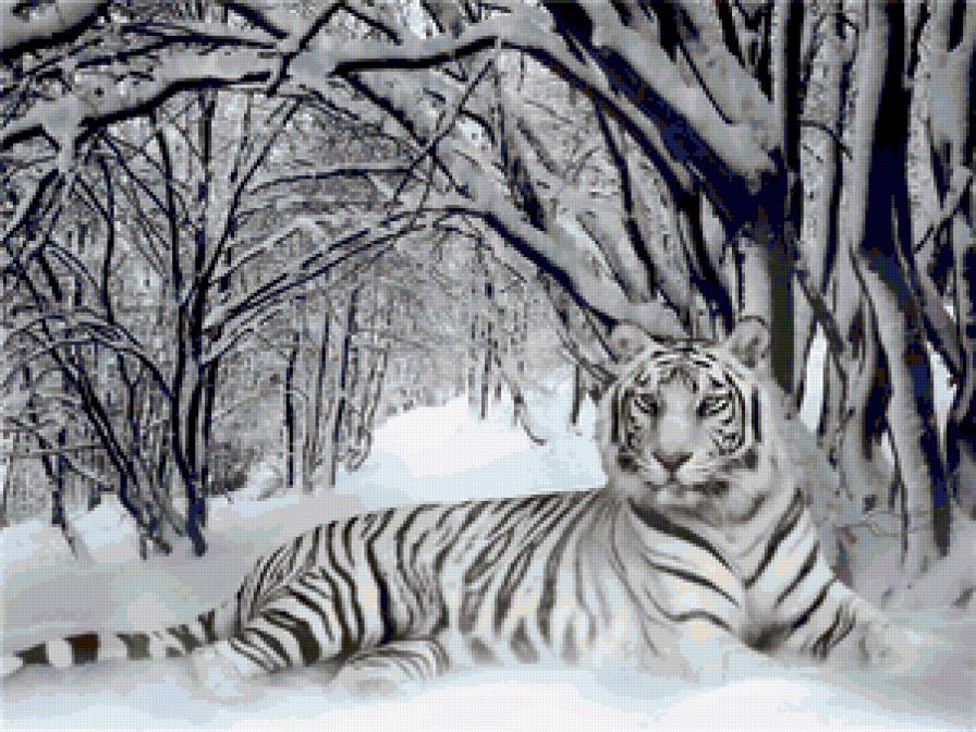 белый тигр на снегу - белый тигр - предпросмотр