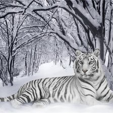 белый тигр на снегу