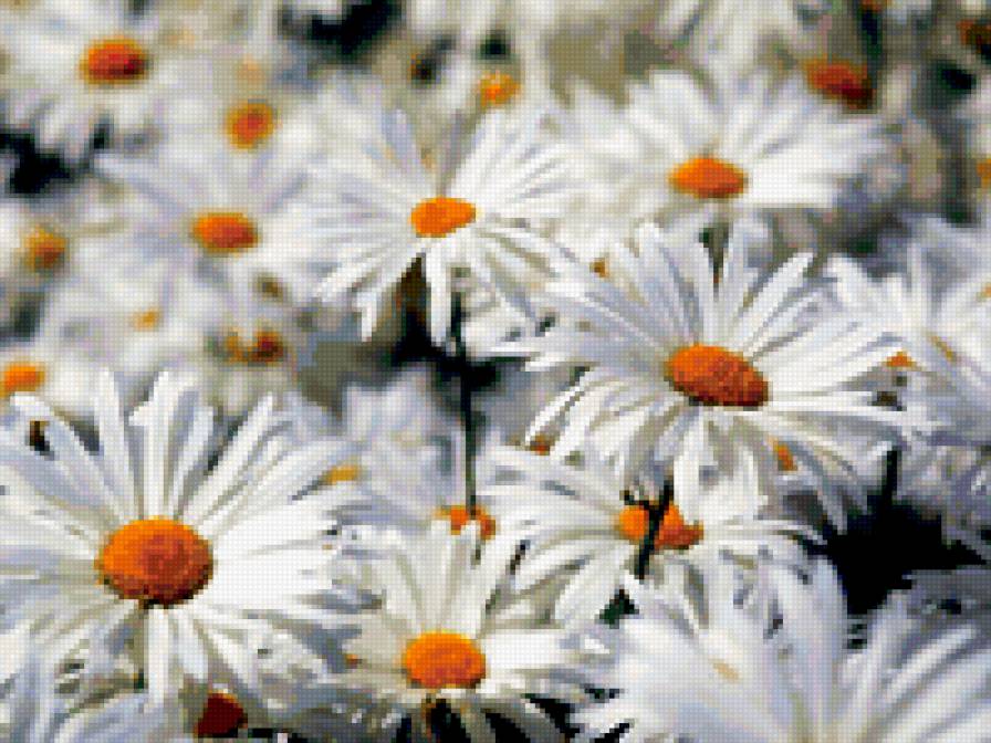 ромахи - предпросмотр