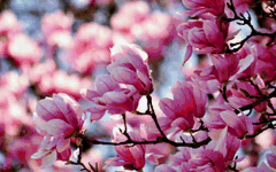 Магнолия - цветы - предпросмотр