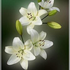 Схема вышивки «№408616»