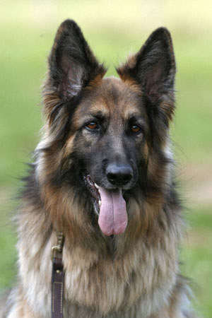 немецкая овчарка - оригинал