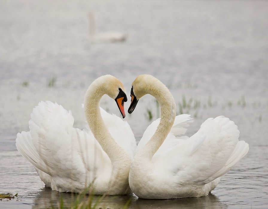 Лебединая песня - разное, лебеди, картины, птицы, природа - оригинал
