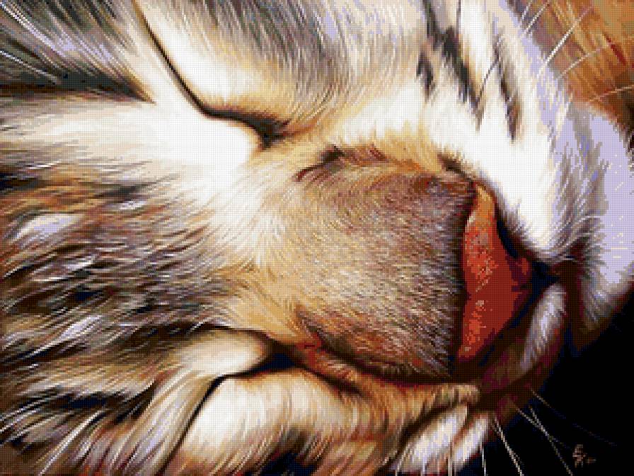 Соня - кошка, животные - предпросмотр