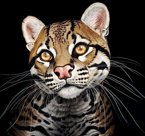 Дикая кошка - кошка, животные - оригинал