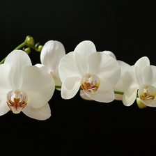 Схема вышивки «из цикла Орхидеи...»