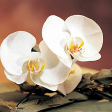 Схема вышивки «из цикла Орхидеи...»