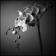 из цикла Орхидеи...