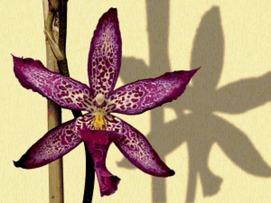 из цикла Орхидеи... - предпросмотр