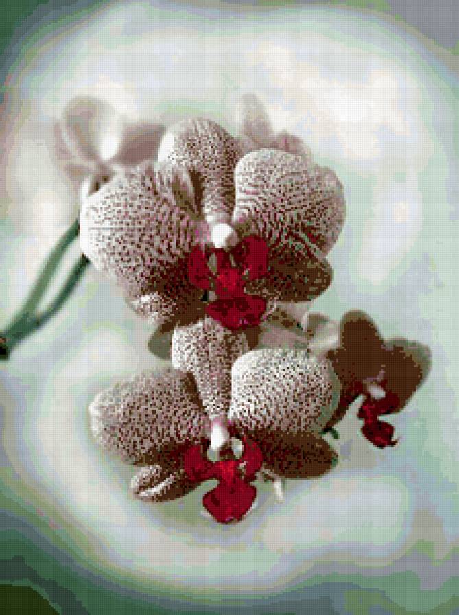 из цикла Орхидеи... - предпросмотр