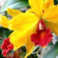 из цикла Орхидеи...