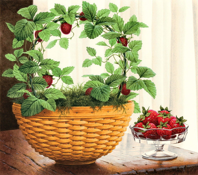 худ.r .cowdrey - для кухни, клубника - оригинал