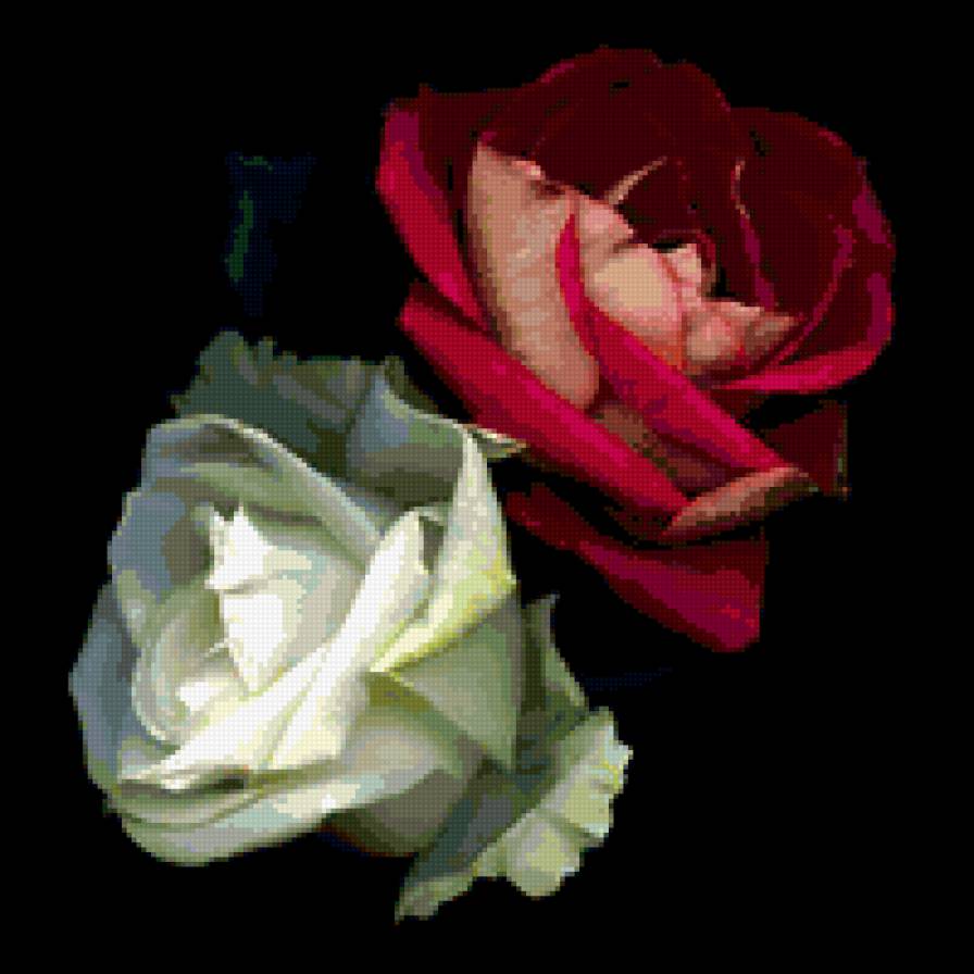белая и красная розы на черном - розы - предпросмотр