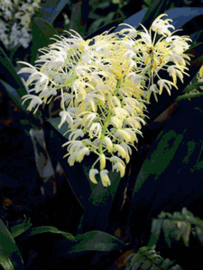 из цикла Орхидеи... - предпросмотр