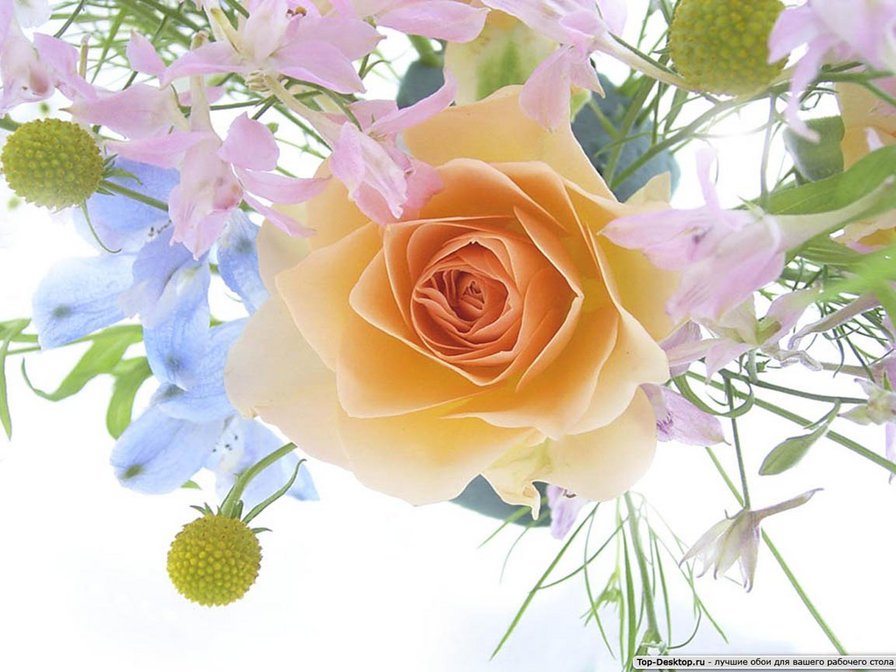 из цикла Розы - оригинал