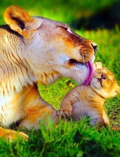 МАМА. - львы, любовь., животные - оригинал