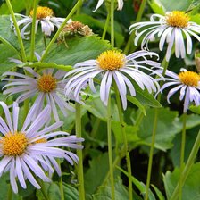 Схема вышивки «№410010»