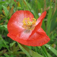 Схема вышивки «№410017»