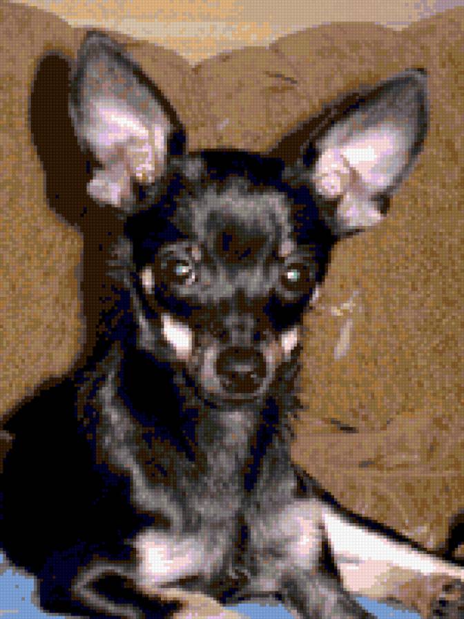 Тойчик - собачки, тойчики, животные - предпросмотр