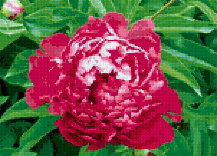 пион - цветы, пионы, цветок, пион - предпросмотр