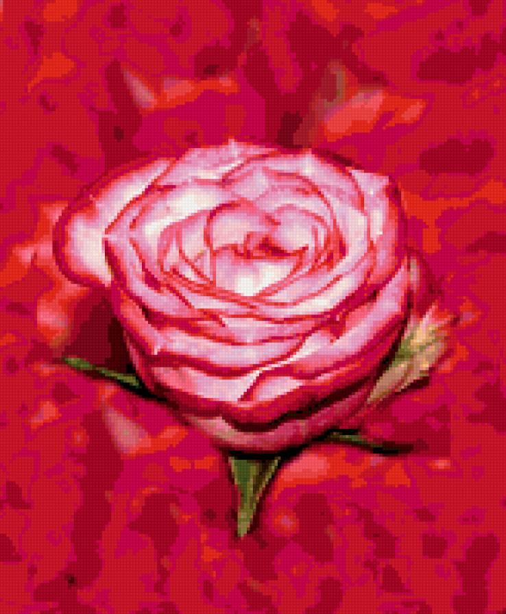 роза - розы, цветы, цветок, роза - предпросмотр