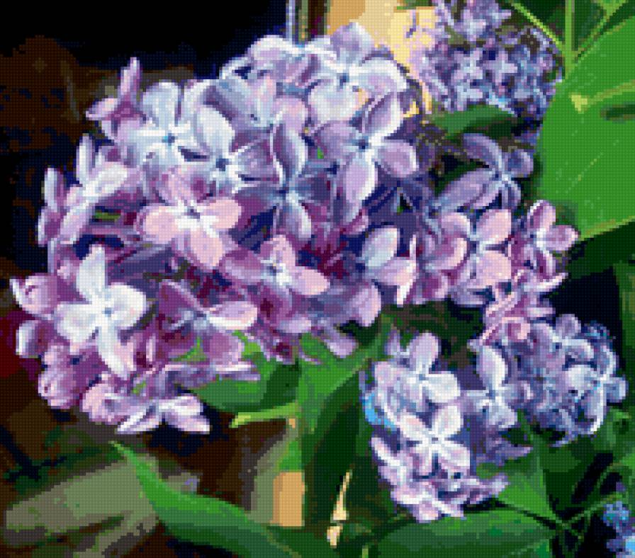 сирень - цветы, весна, сирень - предпросмотр