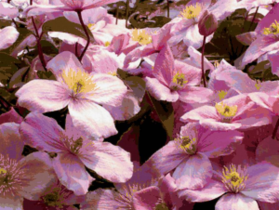 из цикла Клематисы - предпросмотр