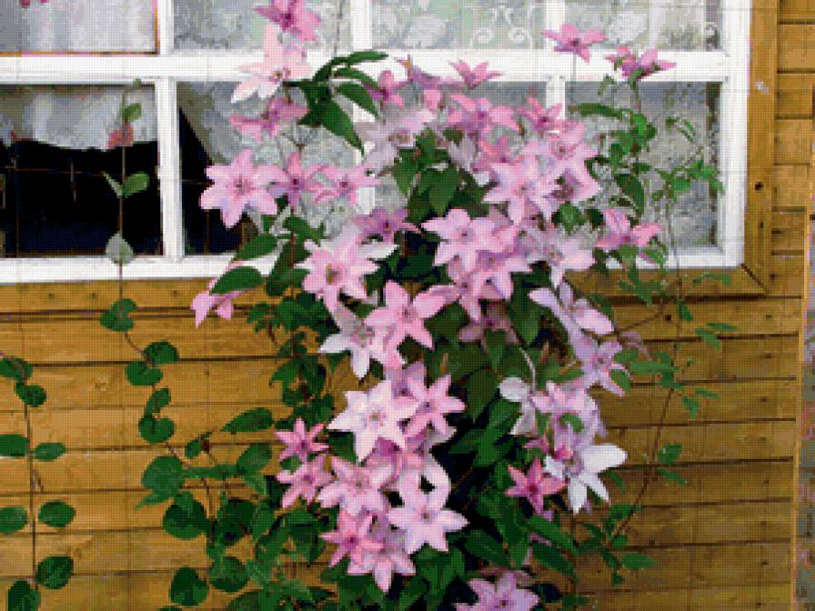 из цикла Клематисы - предпросмотр