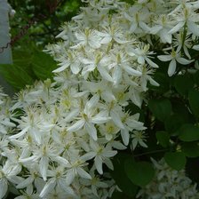 из цикла Клематисы