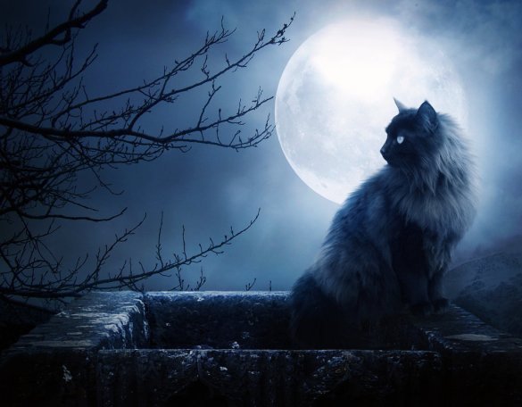 Полнолуние - кошка, луна - оригинал