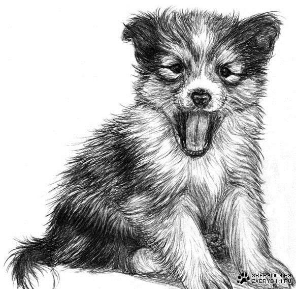 щенок - монохром, животные - оригинал