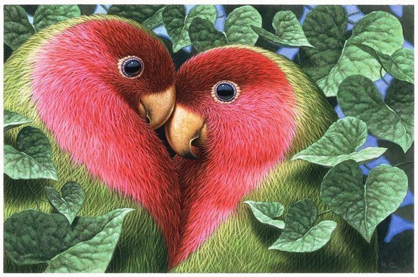 Сердце - птицы, попугаи, сердце - оригинал