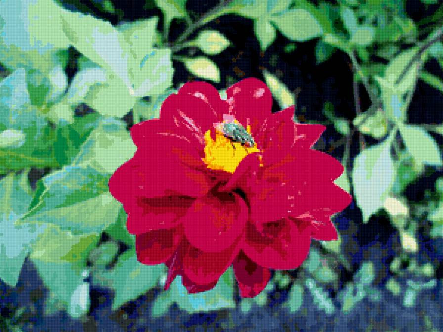 Муха на цветке. - цветы - предпросмотр