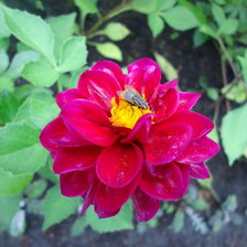 Схема вышивки «Муха на цветке.»