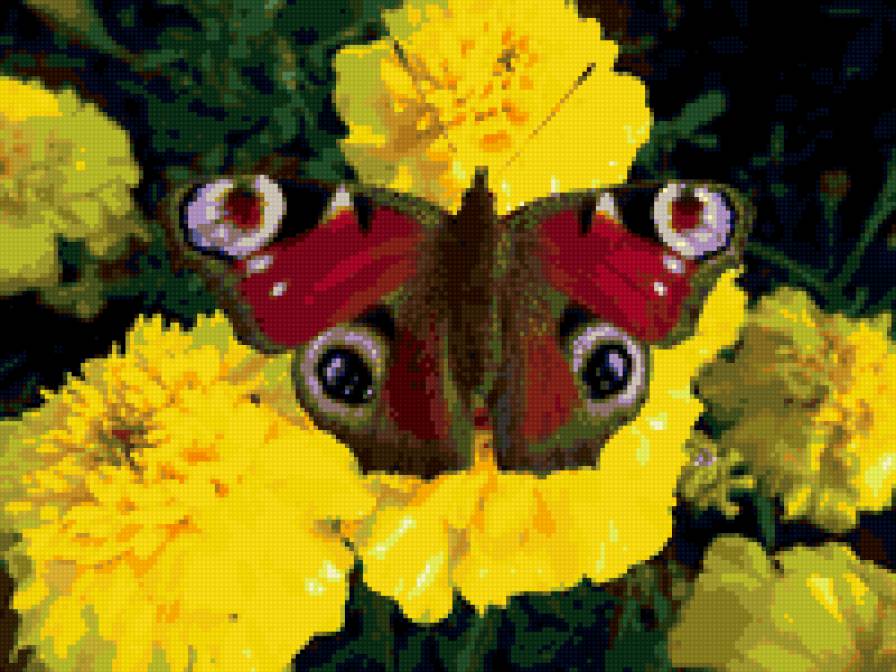 Бабочка на цветке. - цветы, бабочка - предпросмотр