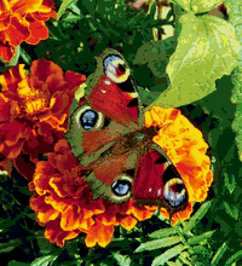 Бабочка на цветке. - бабочка, цветы - предпросмотр