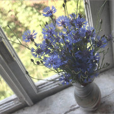 Схема вышивки «Васильки»